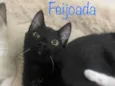 Feijoada