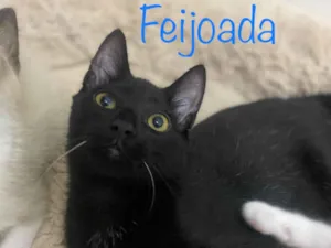 Gato raça SRD-ViraLata idade 2 a 6 meses nome Feijoada