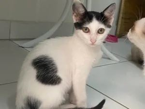 Gato raça SRD-ViraLata idade 2 a 6 meses nome San Love 