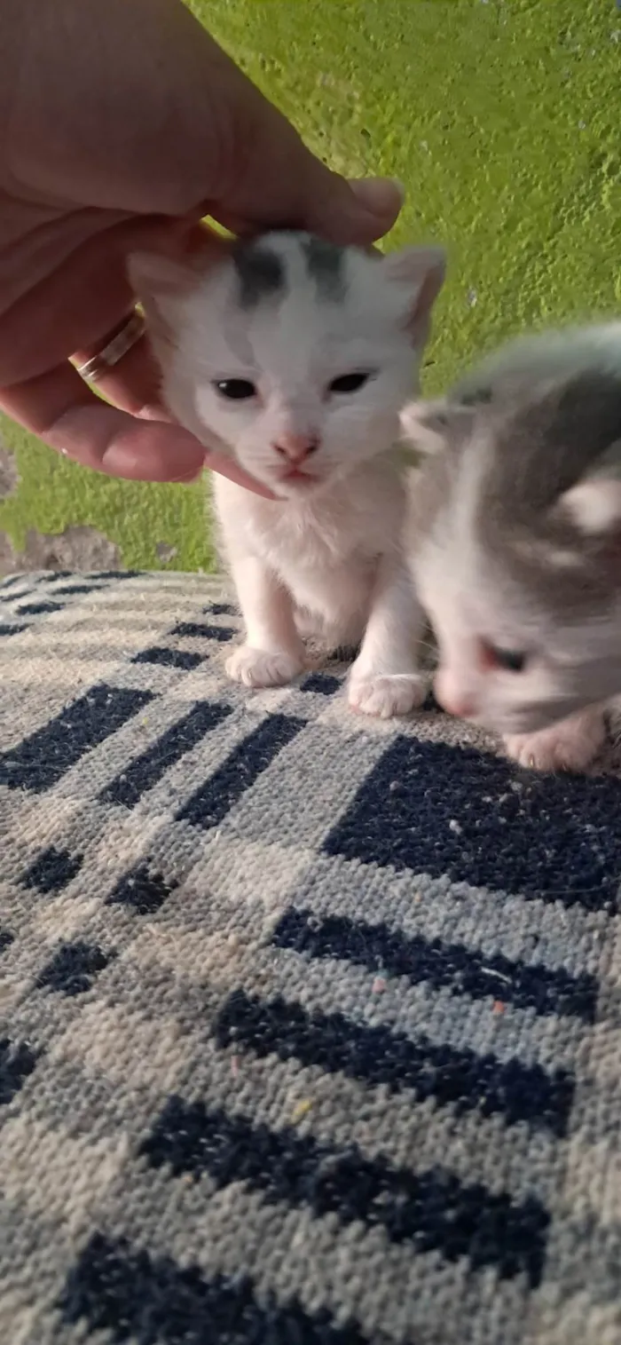 Gato ra a SRD-ViraLata idade Abaixo de 2 meses nome Não tem 