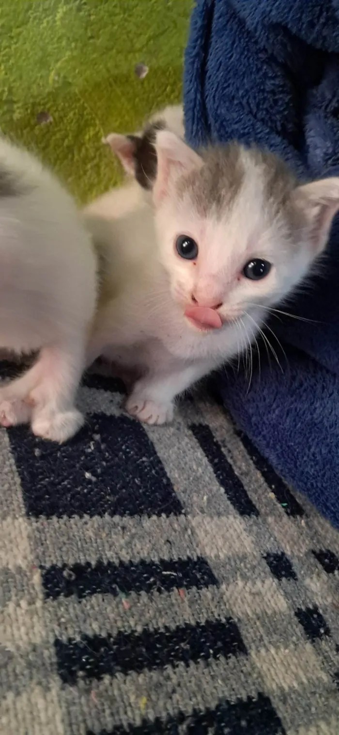 Gato ra a SRD-ViraLata idade Abaixo de 2 meses nome Não tem 