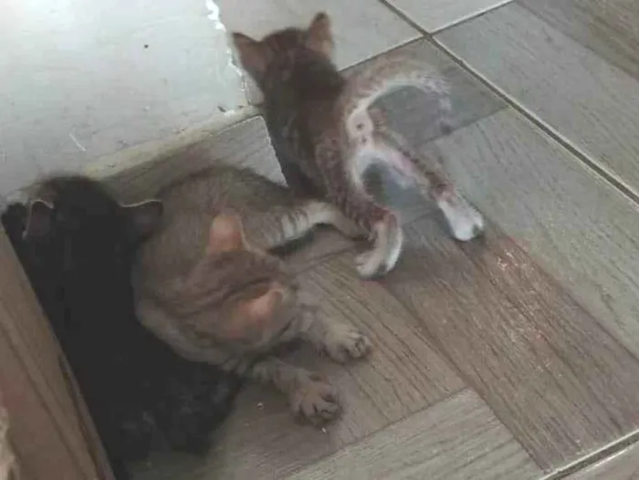 Gato ra a SRD-ViraLata idade Abaixo de 2 meses nome Natan 