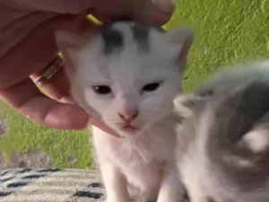 Gato raça SRD-ViraLata idade Abaixo de 2 meses nome Não tem 