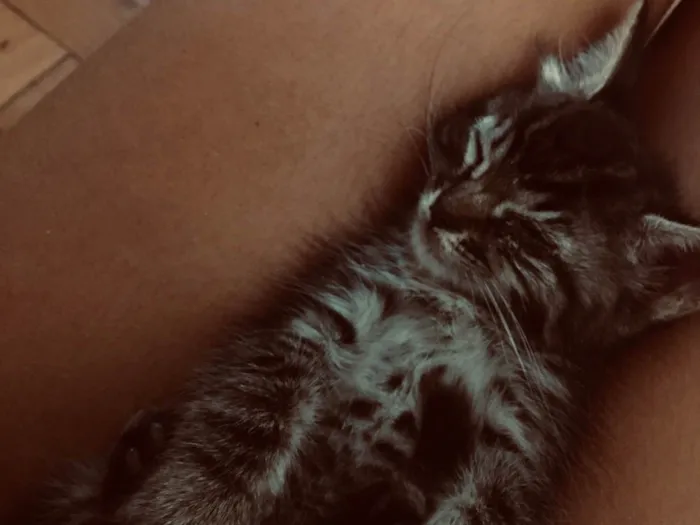 Gato ra a SRD-ViraLata idade Abaixo de 2 meses nome Nyx