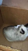 Bola