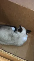 Bola