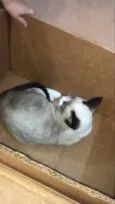 Bola