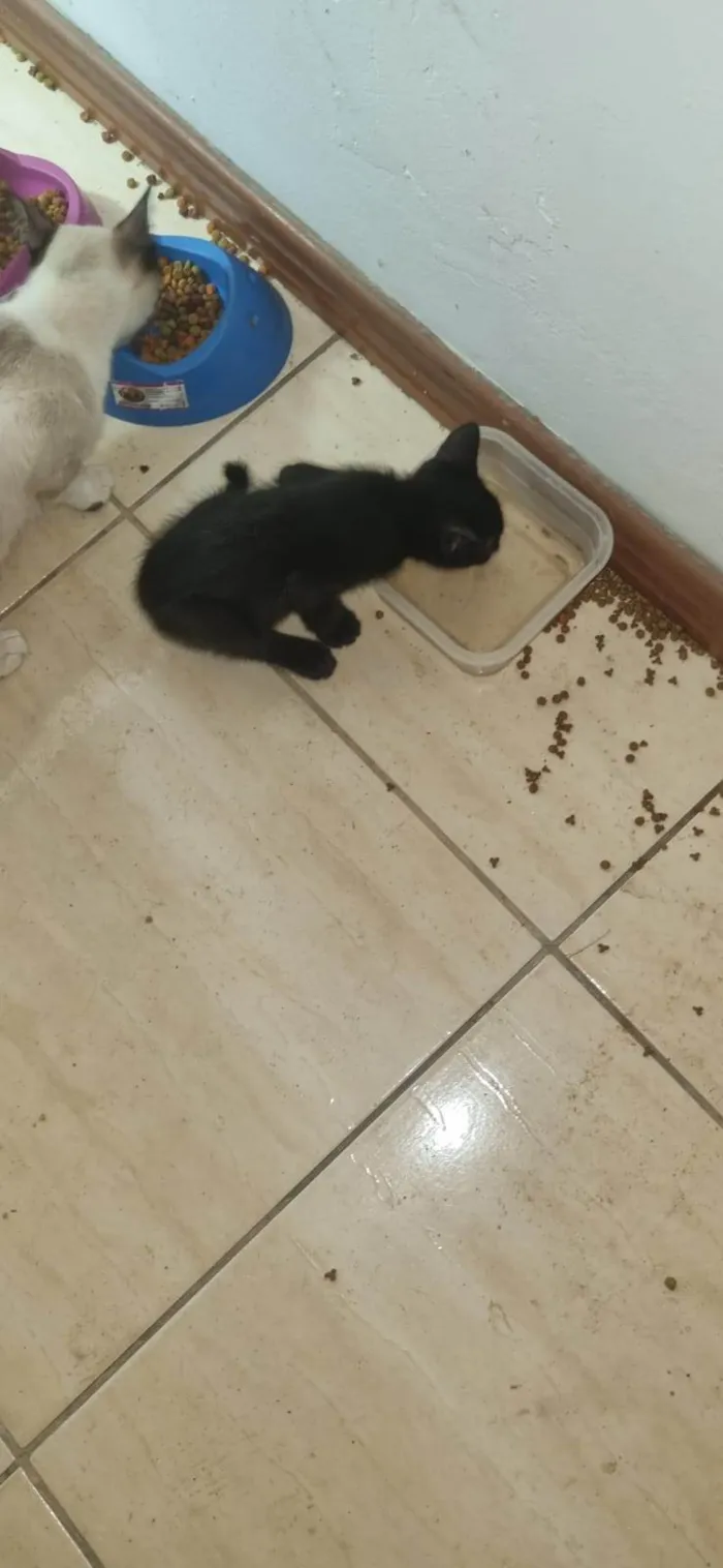 Gato ra a SRD-ViraLata idade Abaixo de 2 meses nome sem nome filhote