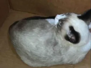 Gato raça Persa idade 1 ano nome Bola 