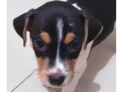 Cachorro raça SRD-ViraLata idade 2 a 6 meses nome Hércules