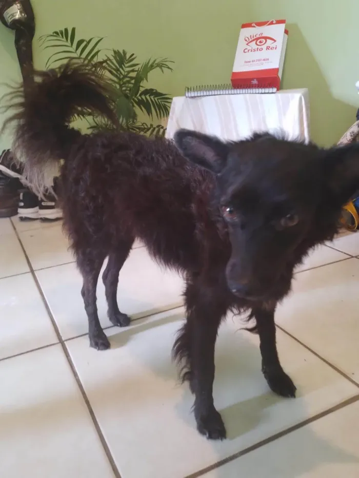 Cachorro ra a SRD-ViraLata idade 5 anos nome Bob