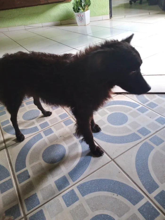 Cachorro ra a SRD-ViraLata idade 5 anos nome Bob