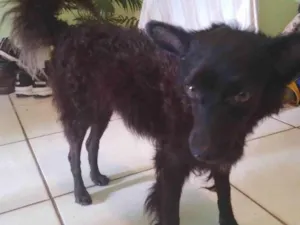 Cachorro raça SRD-ViraLata idade 5 anos nome Bob