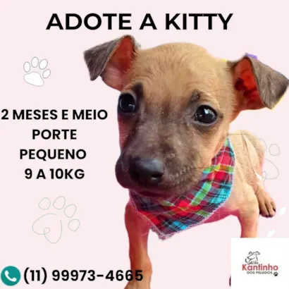 Cachorro raça SRD-ViraLata idade 2 a 6 meses nome Kitty 