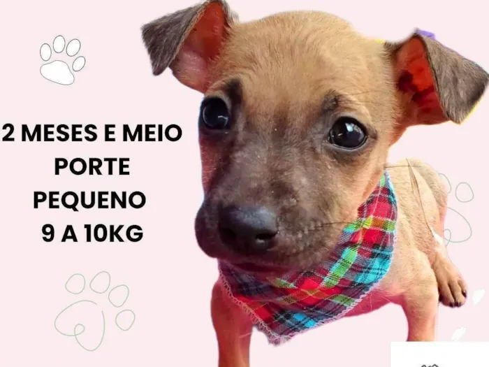 Cachorro ra a SRD-ViraLata idade 2 a 6 meses nome Kitty 