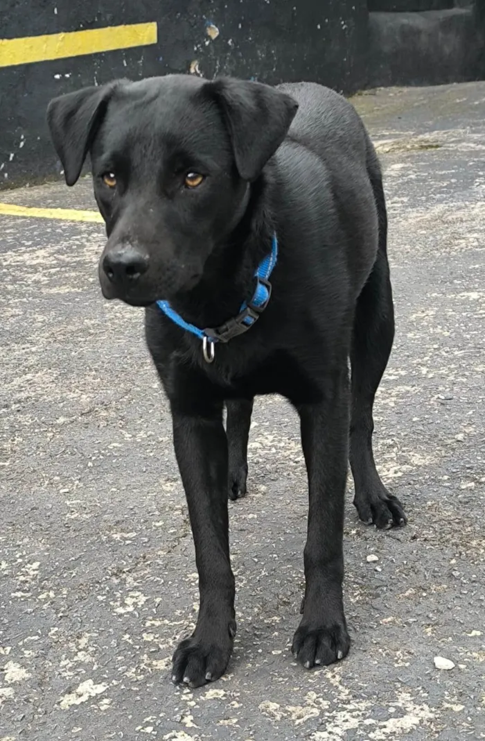 Cachorro ra a SRD-ViraLata idade 1 ano nome ARTHUR 