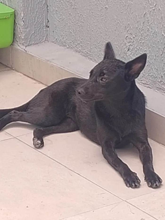 Cachorro ra a SRD-ViraLata idade 1 ano nome ALICE 