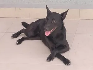 Cachorro raça SRD-ViraLata idade 1 ano nome ALICE 