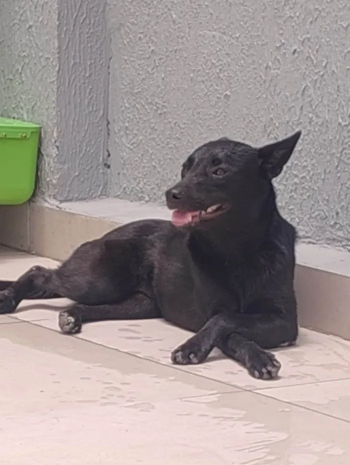 Cachorro ra a SRD-ViraLata idade 1 ano nome ALICE 