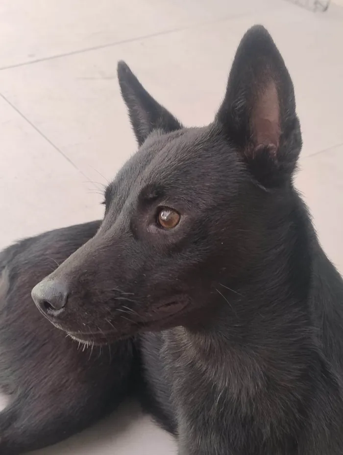 Cachorro ra a SRD-ViraLata idade 1 ano nome ALICE 