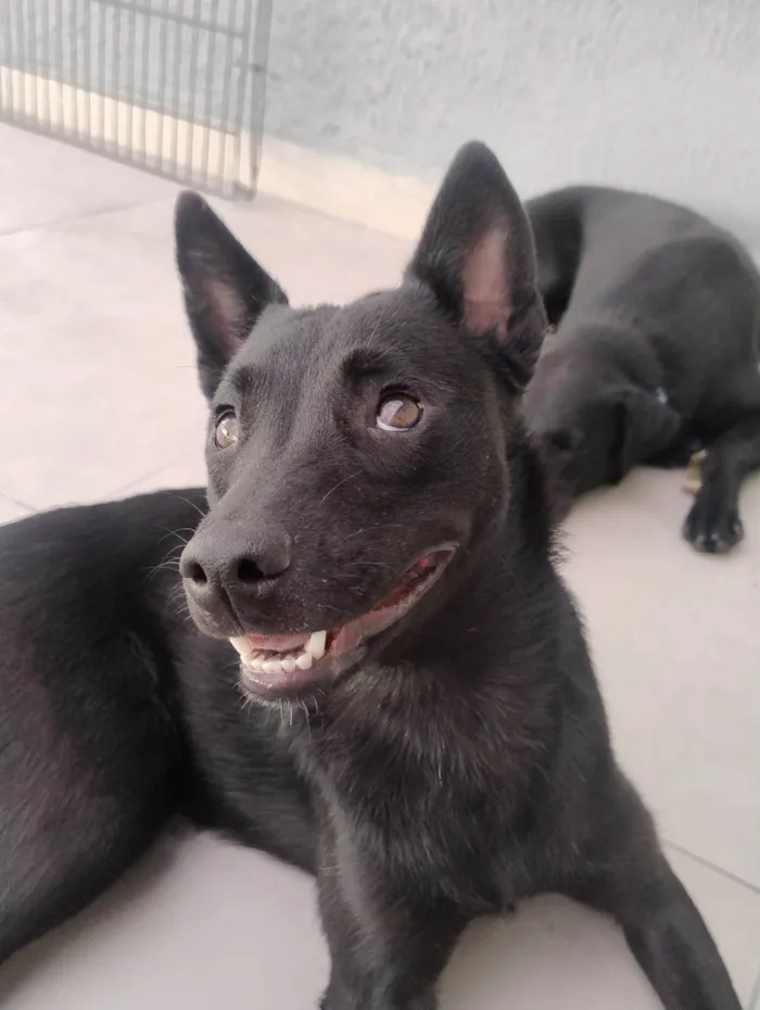 Cachorro ra a SRD-ViraLata idade 1 ano nome ALICE 