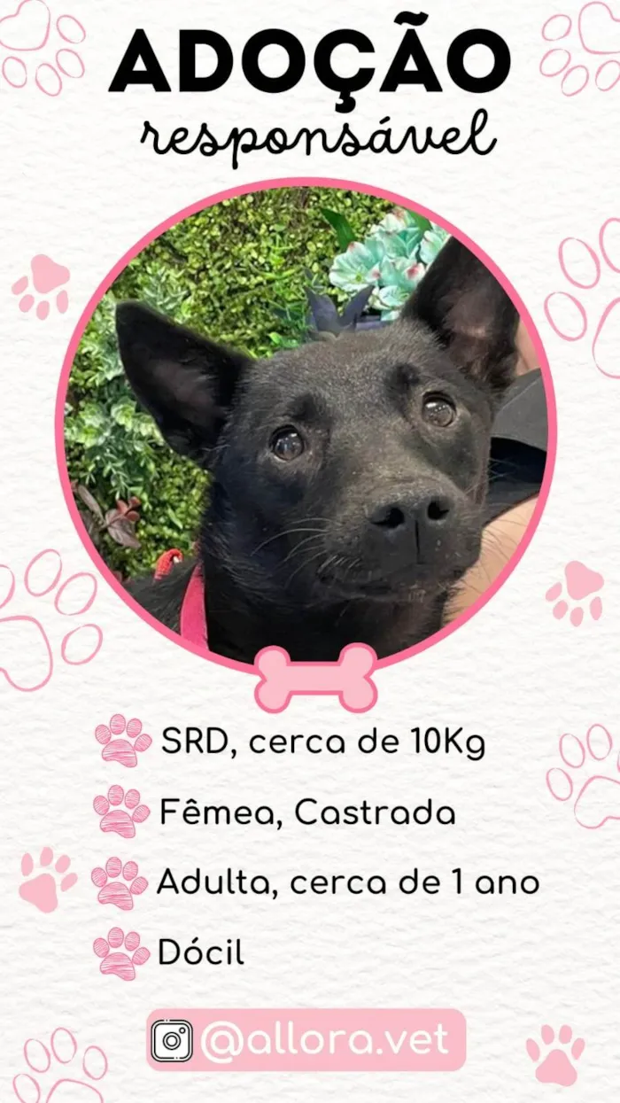 Cachorro ra a SRD-ViraLata idade 1 ano nome ALICE 