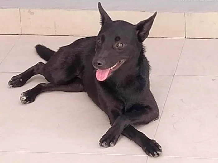 Cachorro ra a SRD-ViraLata idade 1 ano nome ALICE 