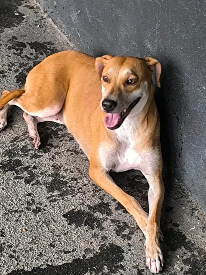 Cachorro ra a SRD-ViraLata idade 1 ano nome FIORELLA 