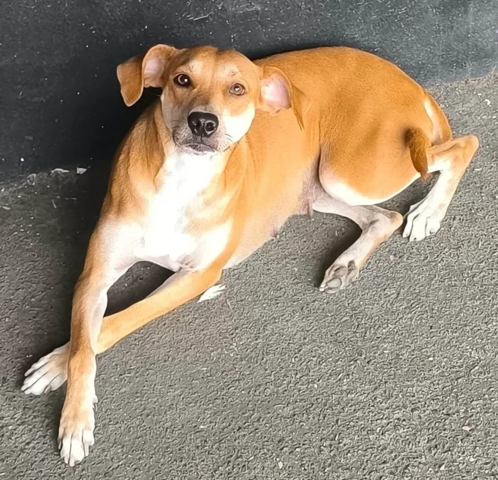 Cachorro ra a SRD-ViraLata idade 1 ano nome FIORELLA 