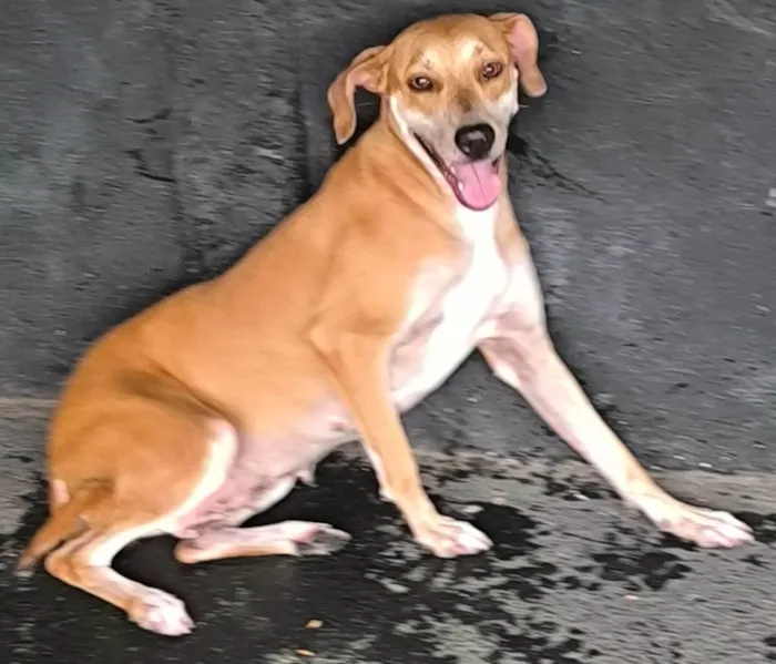 Cachorro ra a SRD-ViraLata idade 1 ano nome FIORELLA 