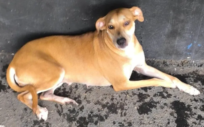 Cachorro ra a SRD-ViraLata idade 1 ano nome FIORELLA 