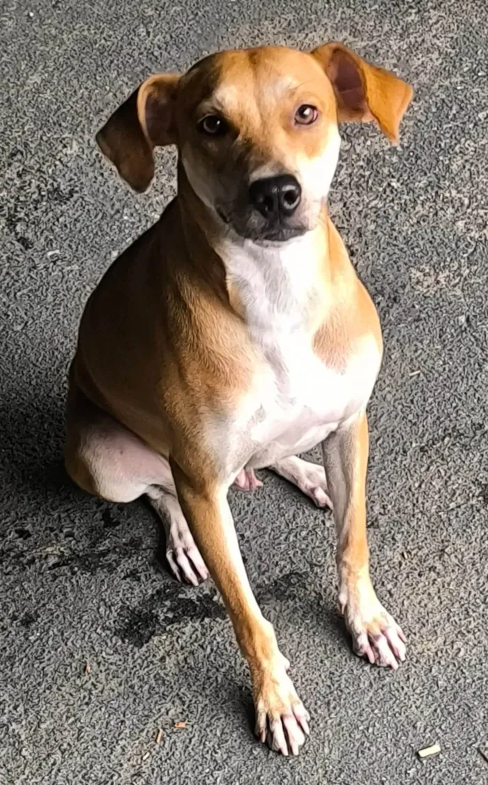 Cachorro ra a SRD-ViraLata idade 1 ano nome FIORELLA 