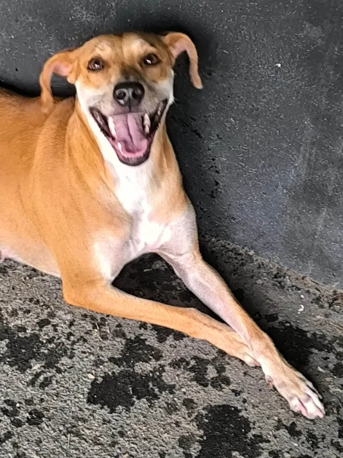 Cachorro ra a SRD-ViraLata idade 1 ano nome FIORELLA 