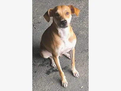 Cachorro raça SRD-ViraLata idade 1 ano nome FIORELLA 