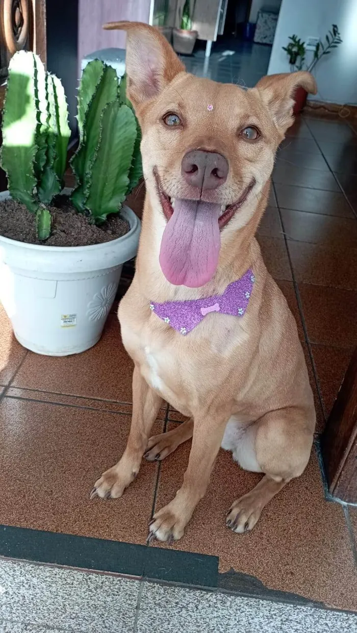 Cachorro ra a SRD-ViraLata idade 2 a 6 meses nome Flor