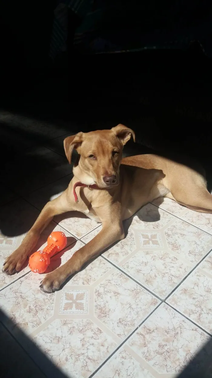 Cachorro ra a SRD-ViraLata idade 2 a 6 meses nome Flor