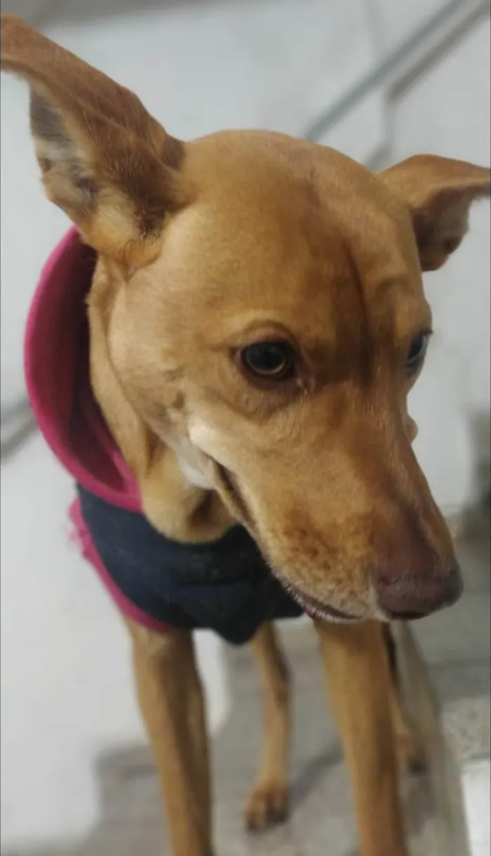 Cachorro ra a SRD-ViraLata idade 2 a 6 meses nome Flor