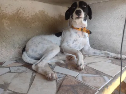 Cachorro raça SRD-ViraLata idade 2 anos nome Dolly