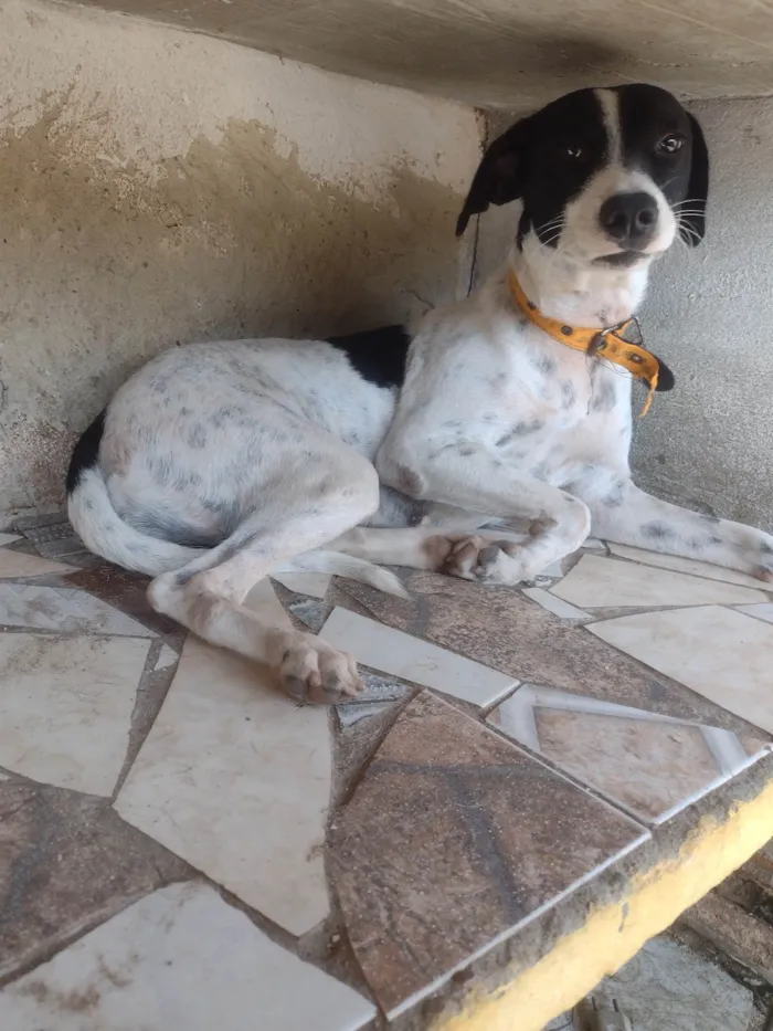 Cachorro ra a SRD-ViraLata idade 2 anos nome Dolly