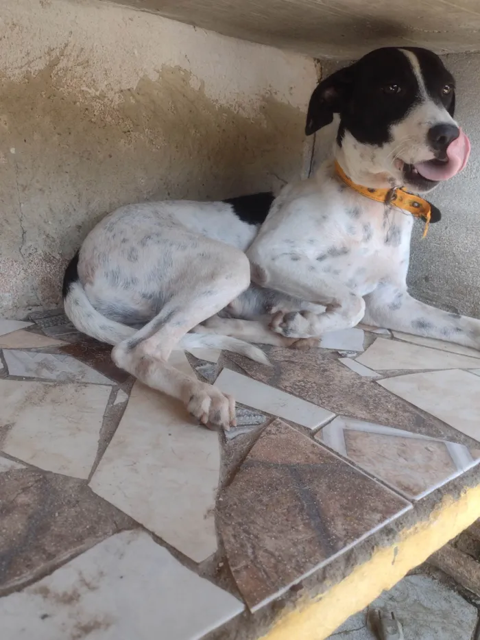 Cachorro ra a SRD-ViraLata idade 2 anos nome Dolly