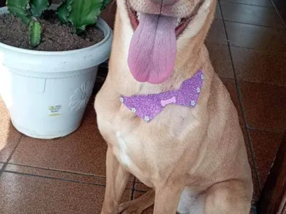 Cachorro raça SRD-ViraLata idade 2 a 6 meses nome Flor