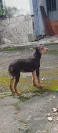Cacau