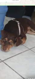 Cacau