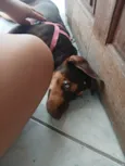 Cacau