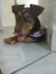 Cacau