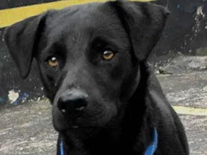 Cachorro raça SRD-ViraLata idade 1 ano nome ARTHUR 