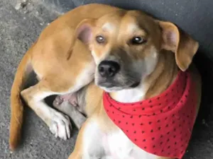 Cachorro raça SRD-ViraLata idade 1 ano nome FIORELLA 