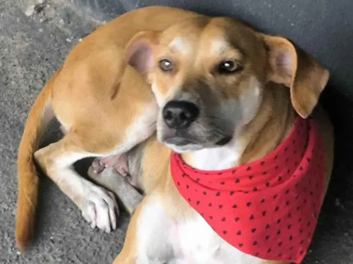 Cachorro ra a SRD-ViraLata idade 1 ano nome FIORELLA 