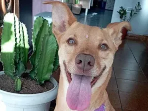 Cachorro raça SRD-ViraLata idade 2 a 6 meses nome Flor