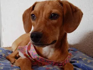 Cachorro raça SRD-ViraLata idade 7 a 11 meses nome Serena